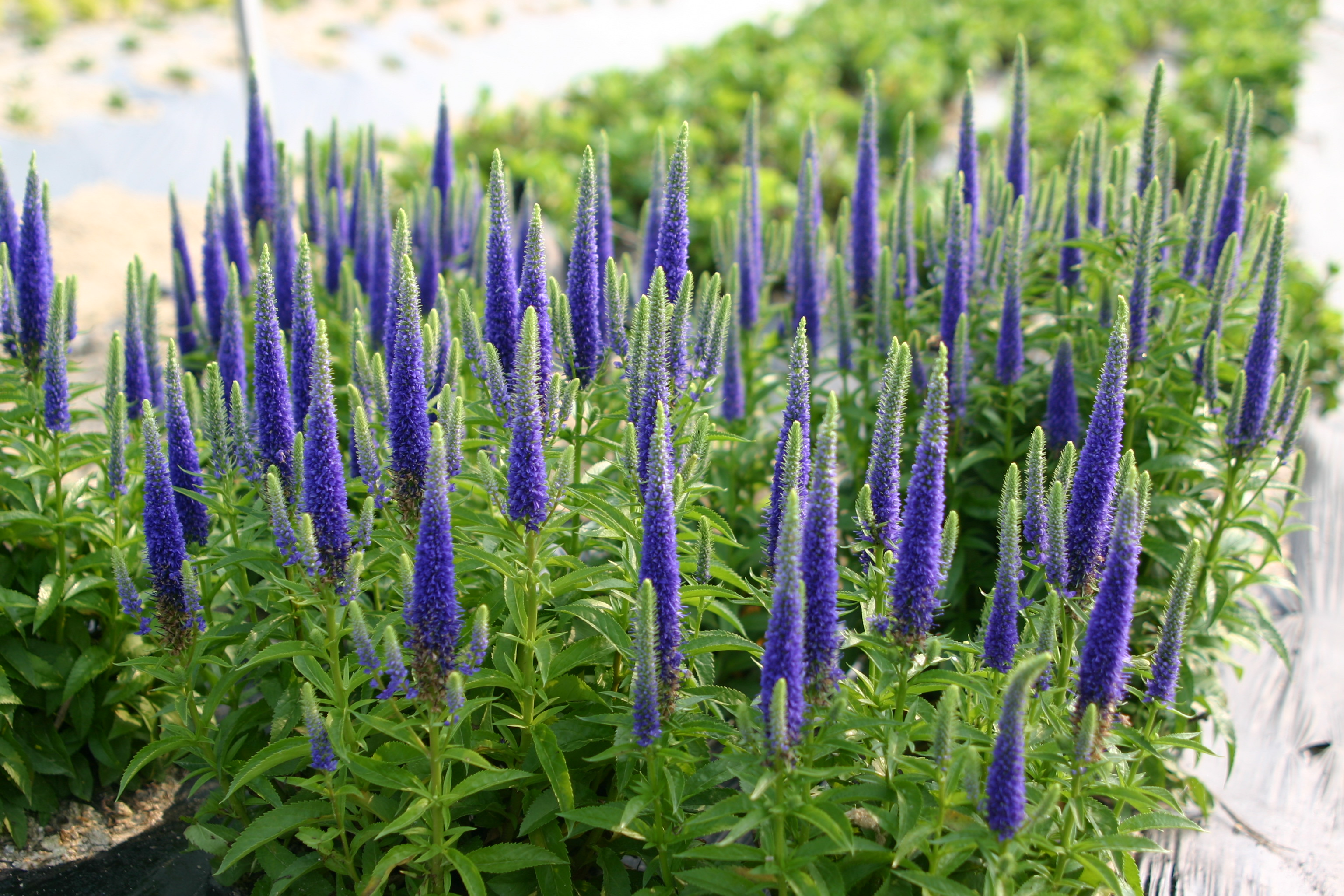 Veronica spicata 'Ulster Dwarf Blue'